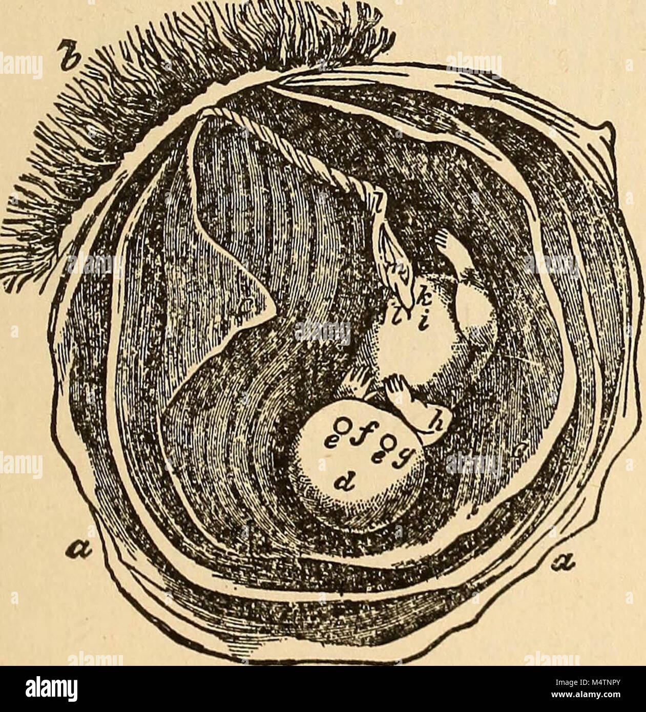 "Feminology; a guide for womankind, giving in detail instructions as to