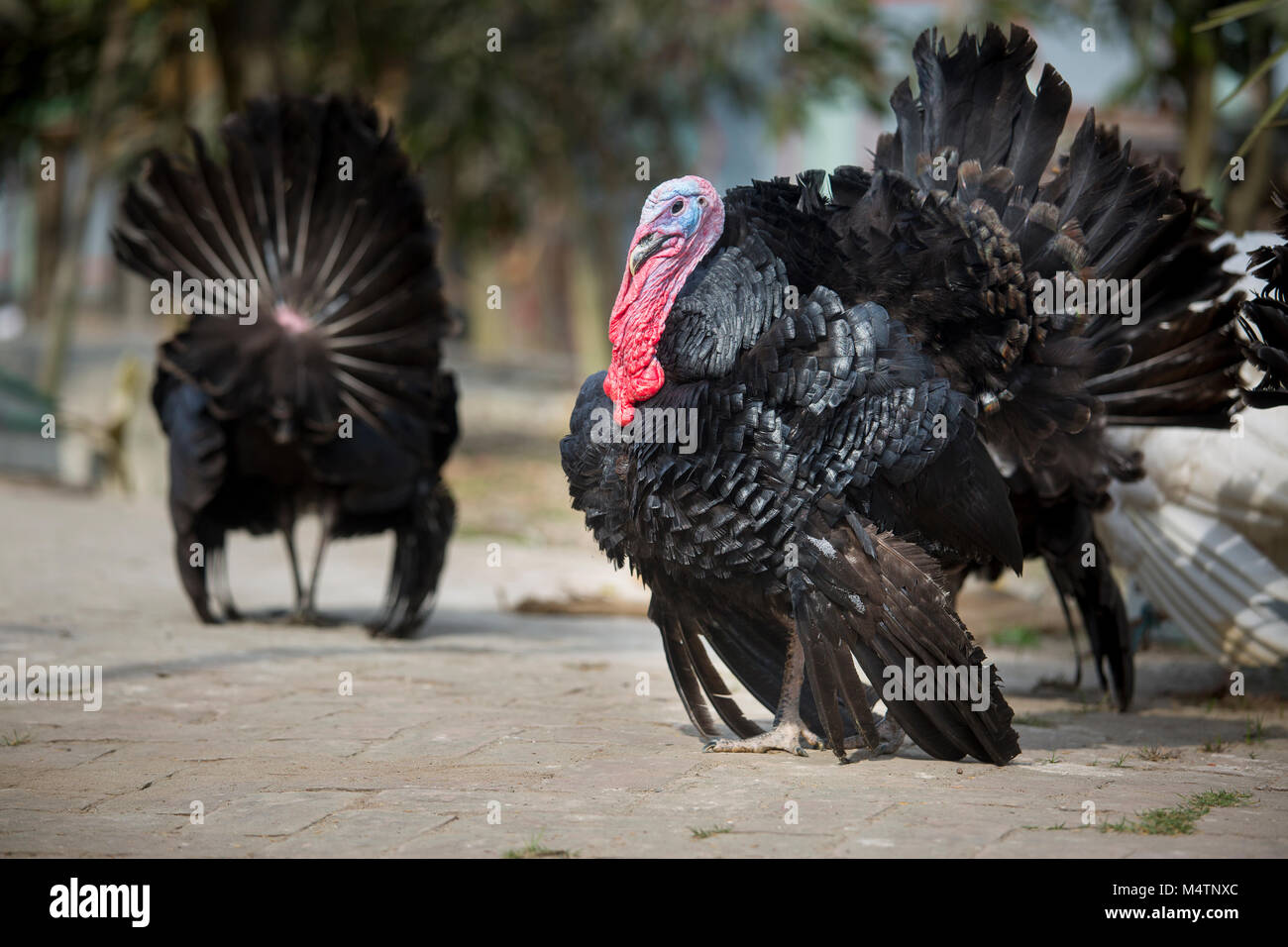 Turkey Fram on Savar Bangladesh Stock Photo Alamy