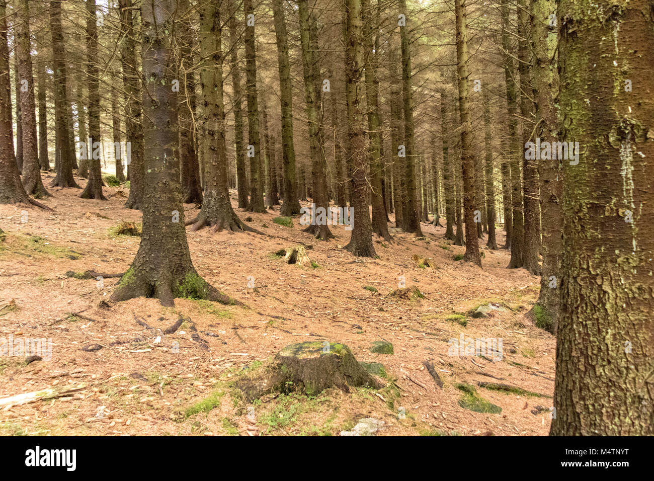 Trees in a Forrest, Dublin Stock Photo Alamy