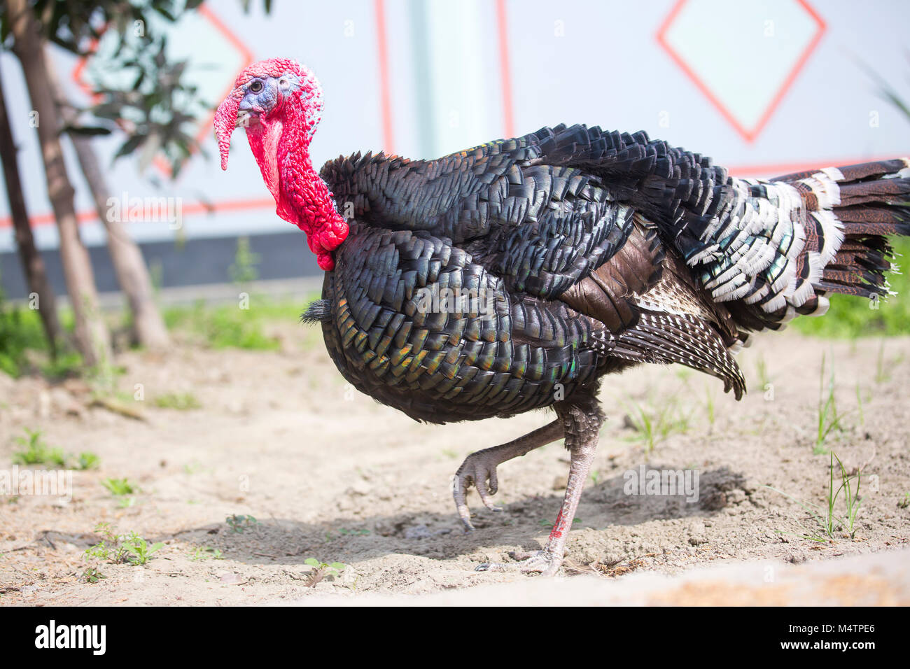 Turkey Fram On Savar Bangladesh Stock Photo Alamy