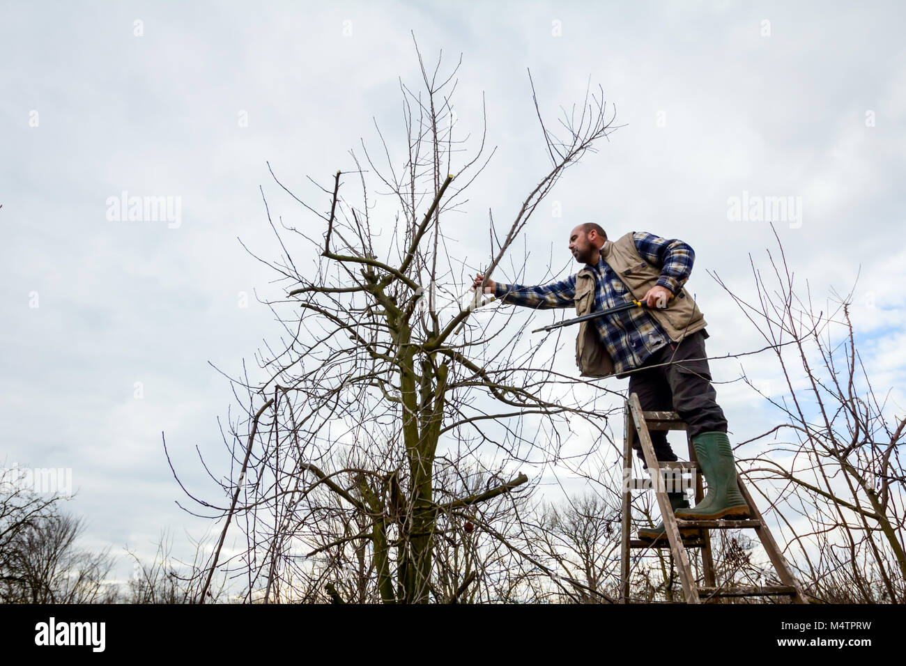 Gardener is climbed on ladders and he cutting branches, pruning fruit