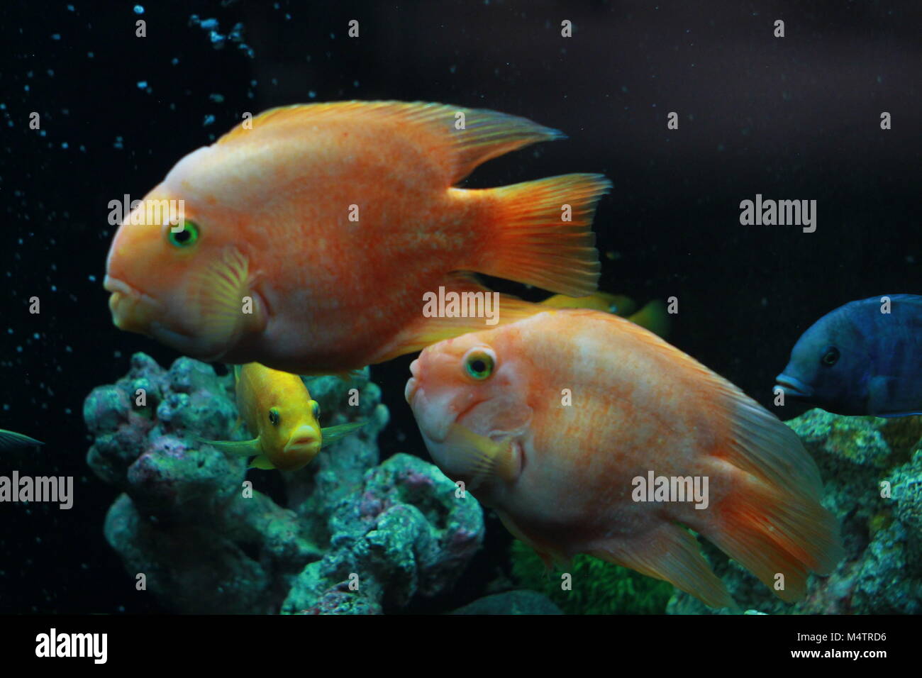 Blood parrot cichlid fish in aquarium Stock Photo