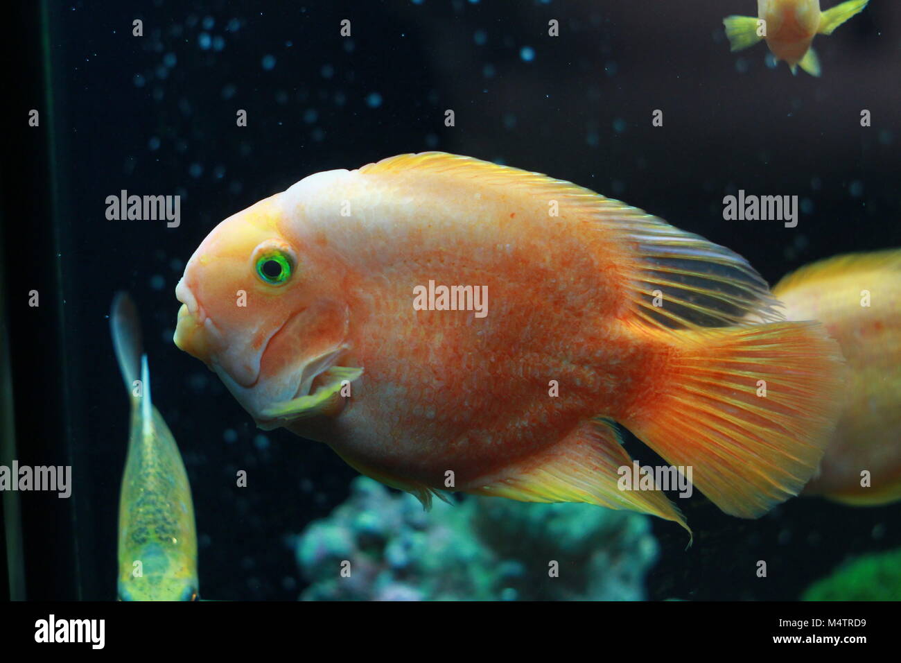 Blood parrot cichlid fish in aquarium Stock Photo