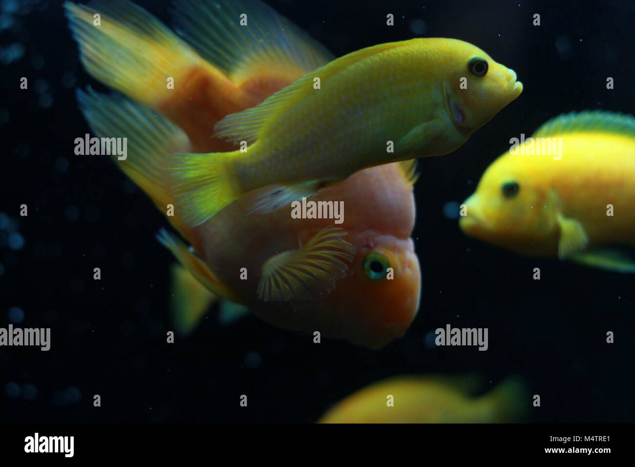 Blood parrot cichlid fish in aquarium Stock Photo