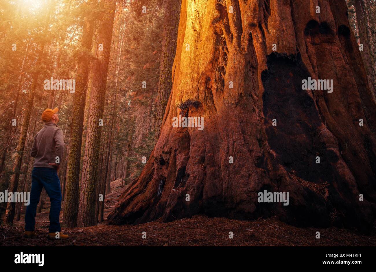 Ancient Sequoia Forest Explorer. Caucasian Hiker Taking Close Look at the Giant Sequoia Tree in the Sierra Nevada Mountains. California, United States Stock Photo