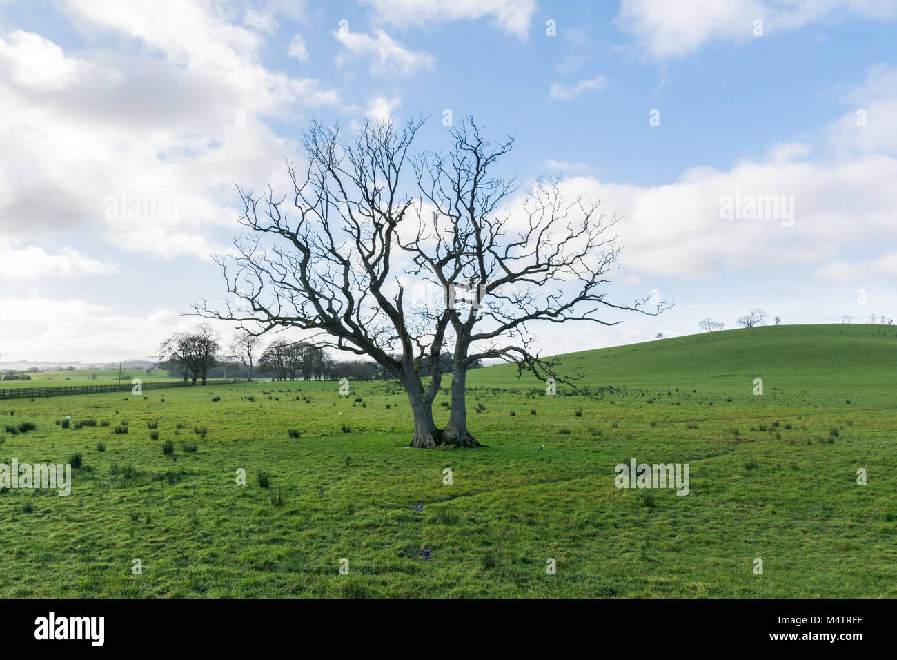 A solitary bare tree in a green field with a blue sky and cotton white ...