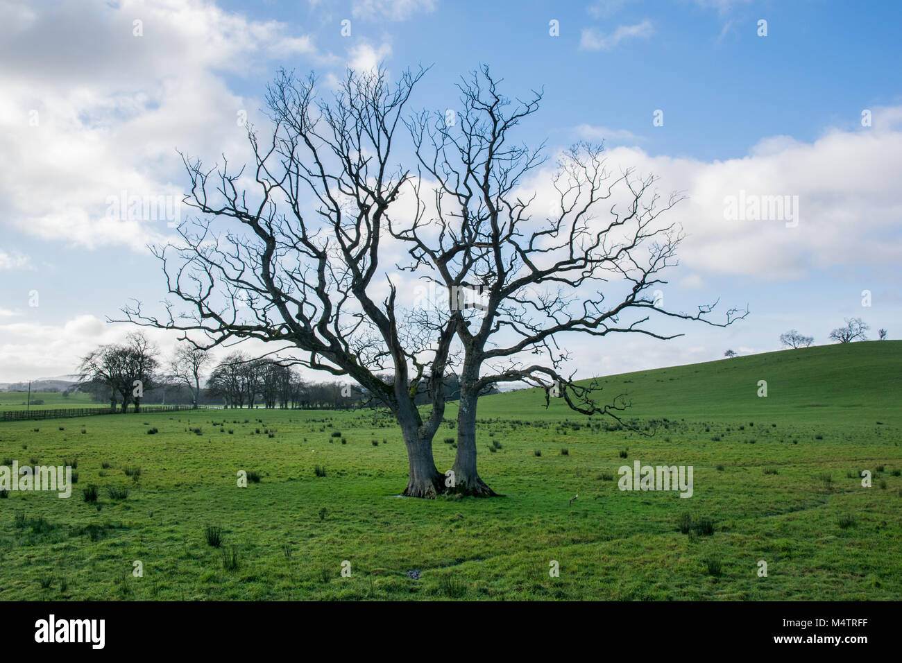 A solitary bare tree in a green field with a blue sky and cotton white ...