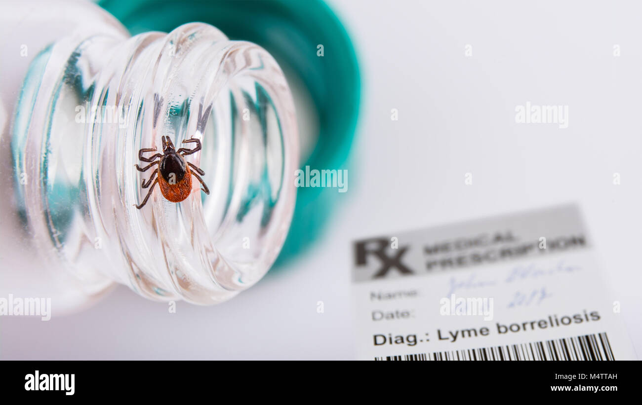 Castor bean tick, medical prescription and tube. Ixodes ricinus. The dangerous carrier of Lyme disease on the detail of glass vial in doctor's office. Stock Photo