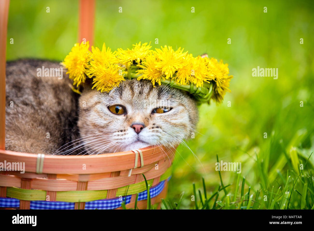 Portrait of the cat, sitting in a basket on the grass, crowned with dandelion chaplet. Summertime Stock Photo