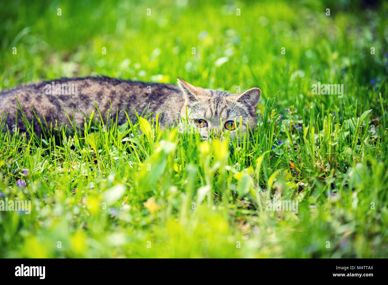 Cat hiding in tall grass hi-res stock photography and images - Alamy