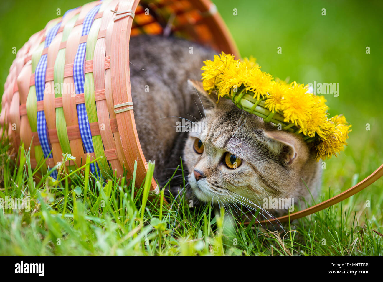 Portrait of the cat, sitting in a basket on the grass, crowned with dandelion chaplet. Summertime Stock Photo