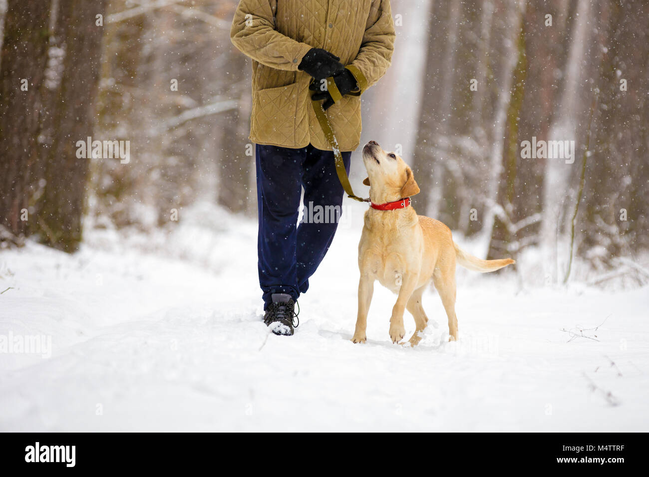 Man with dog on a leash walks in snowy forest in winter Stock Photo - Alamy