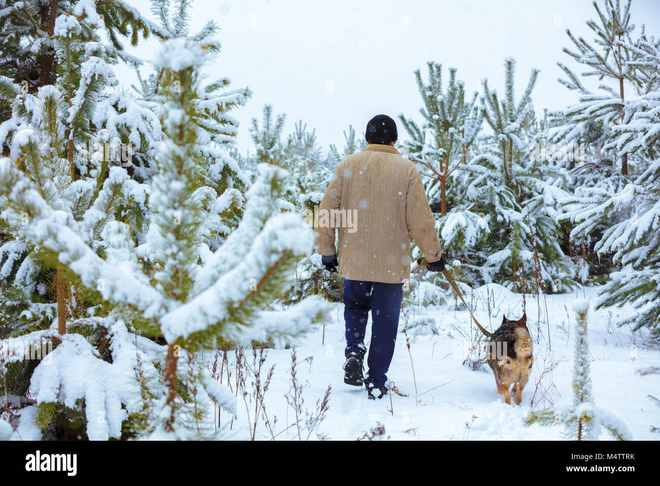 Man with dog on a leash walks in snowy forest in winter Stock Photo - Alamy