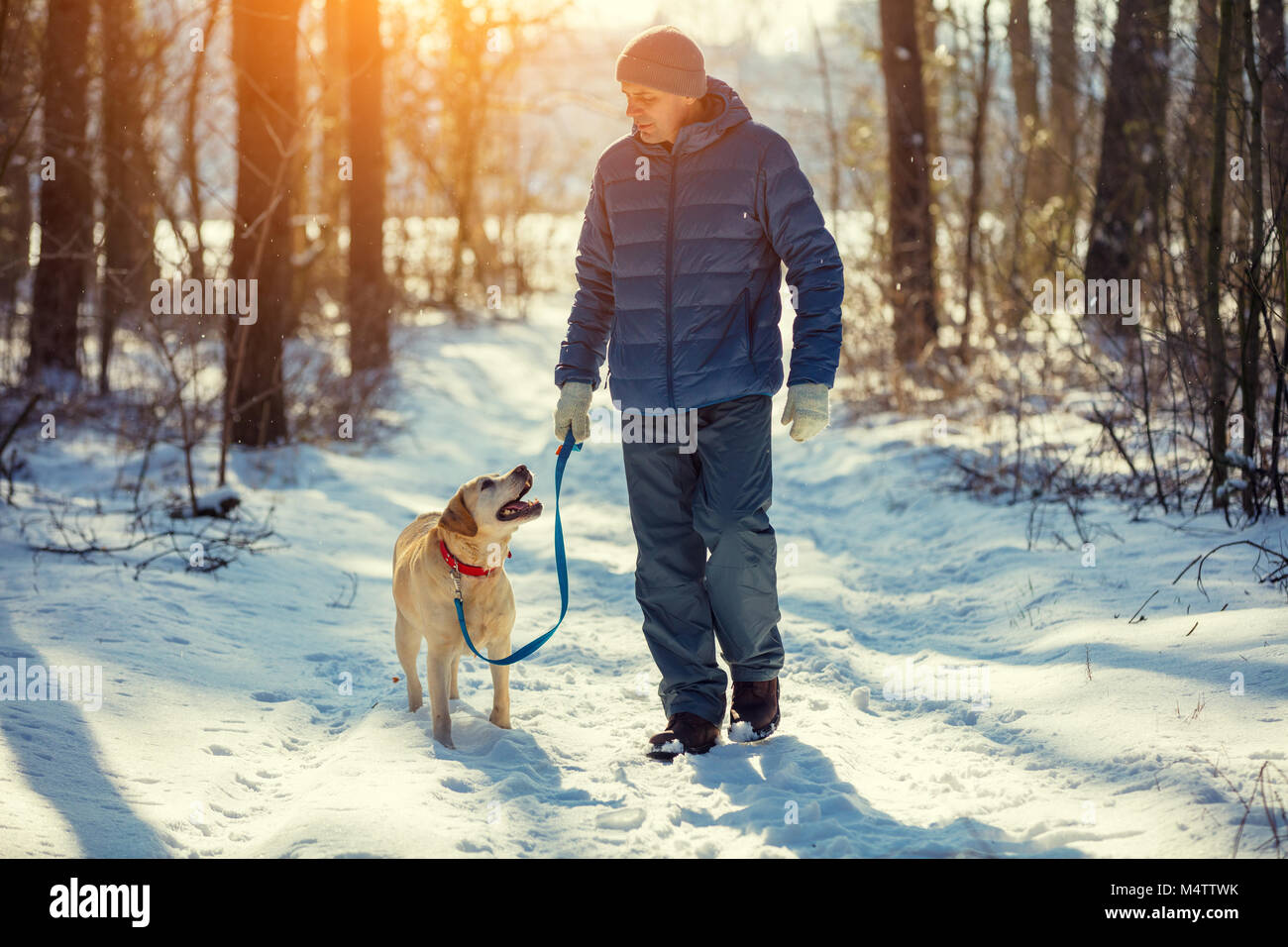Man with dog on a leash walking on snowy pine forest in winter Stock ...