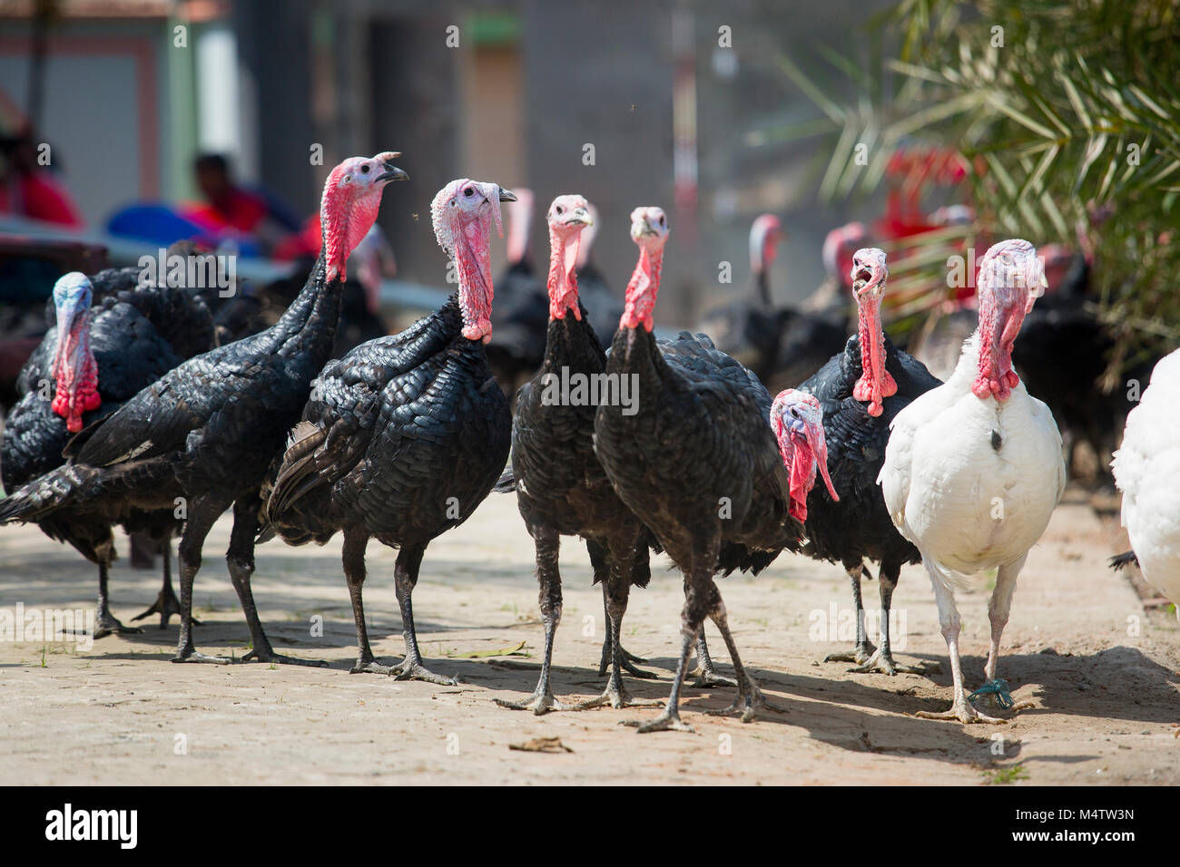 Turkey Fram on Savar Bangladesh Stock Photo Alamy