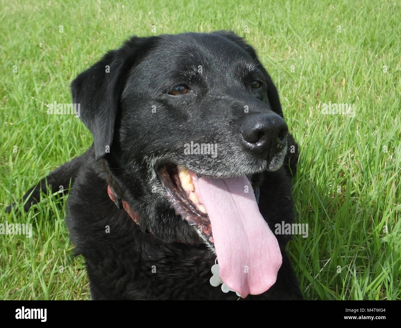 Old Black Labrador enjoying the sunshine in his later years Stock Photo
