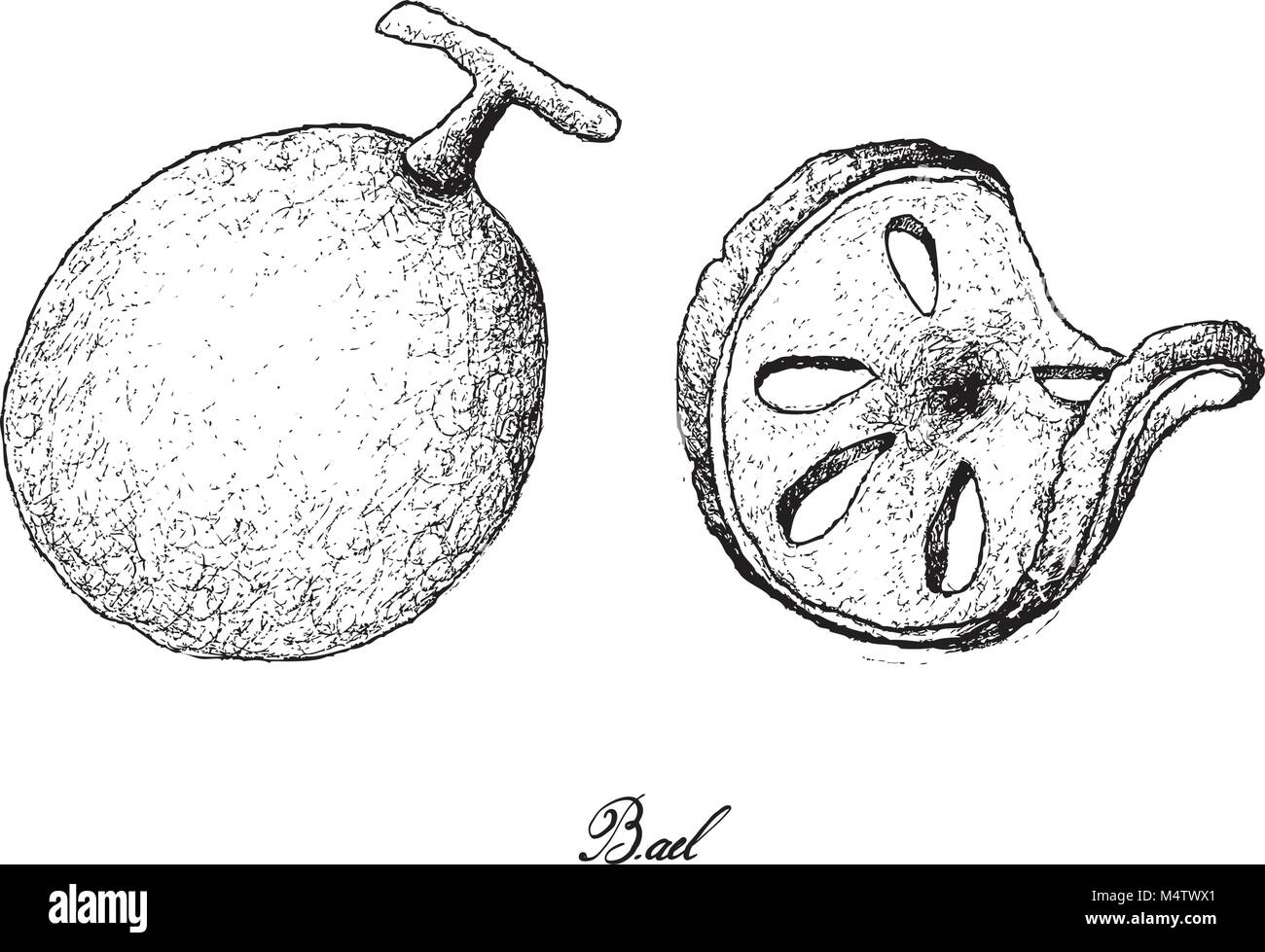 Tropical Fruits, Illustration of Hand Drawn Sketch Bael, Bengal Quince, Wood Apple or Aegle Marmelos Fruits Isolated on White Background. Stock Vector