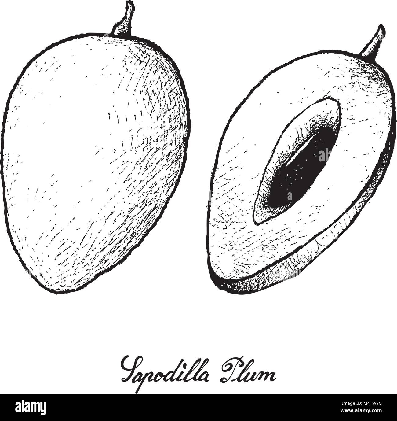 Tropical Fruits, Illustration of Hand Drawn Sketch Sapodilla Plum or Manilkara Zapota Fruits Isolated on White Background. Stock Vector