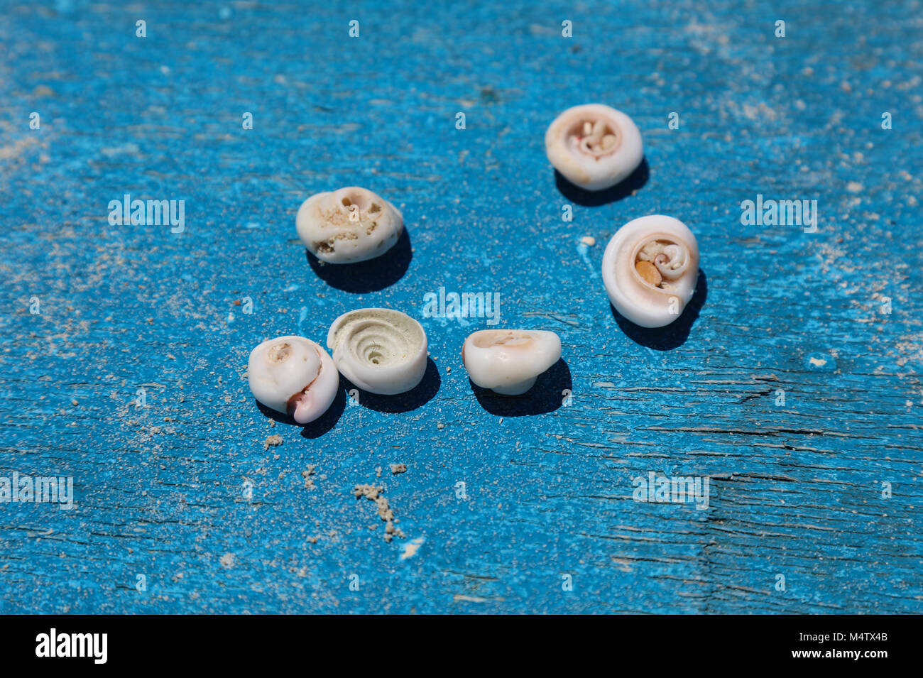 Sea shells on a deck of an old blue wooden boat, Boracay Island