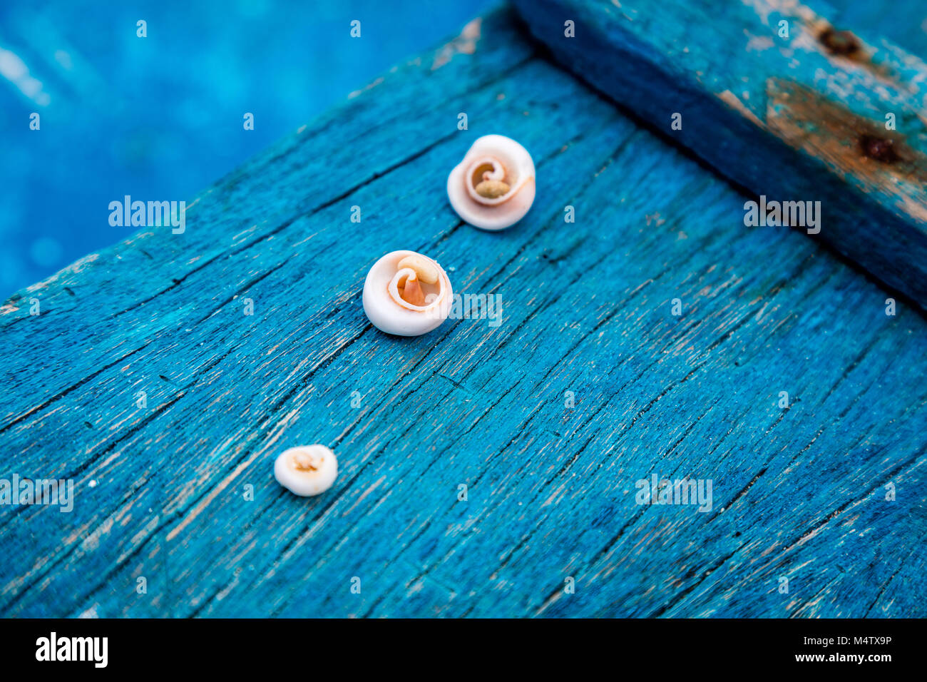 Sea shells on a deck of an old blue wooden boat, Boracay Island