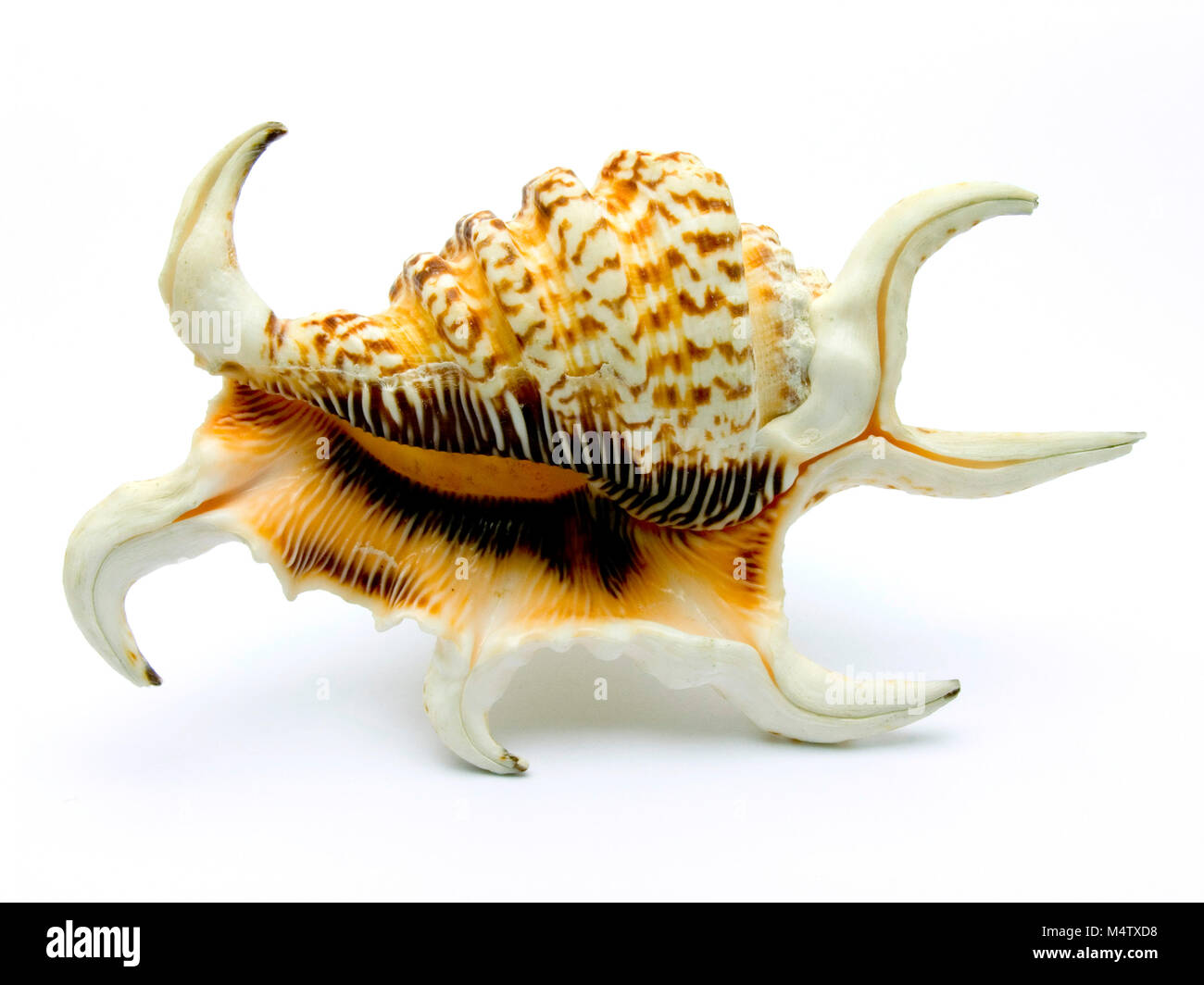 Arthritic spider conch Stock Photo