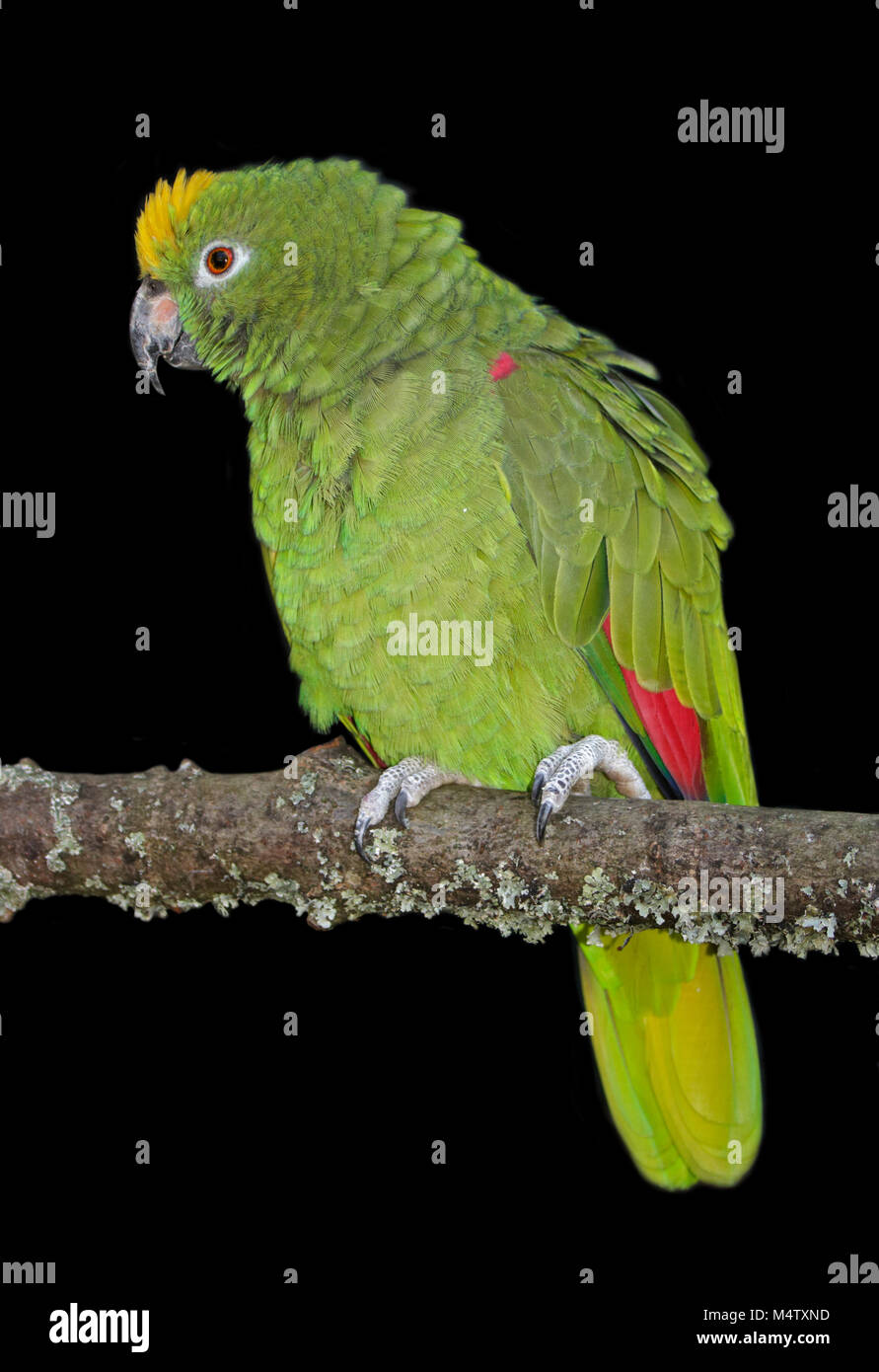 Orange Winged Amazon (amazona amazonica Stock Photo Alamy