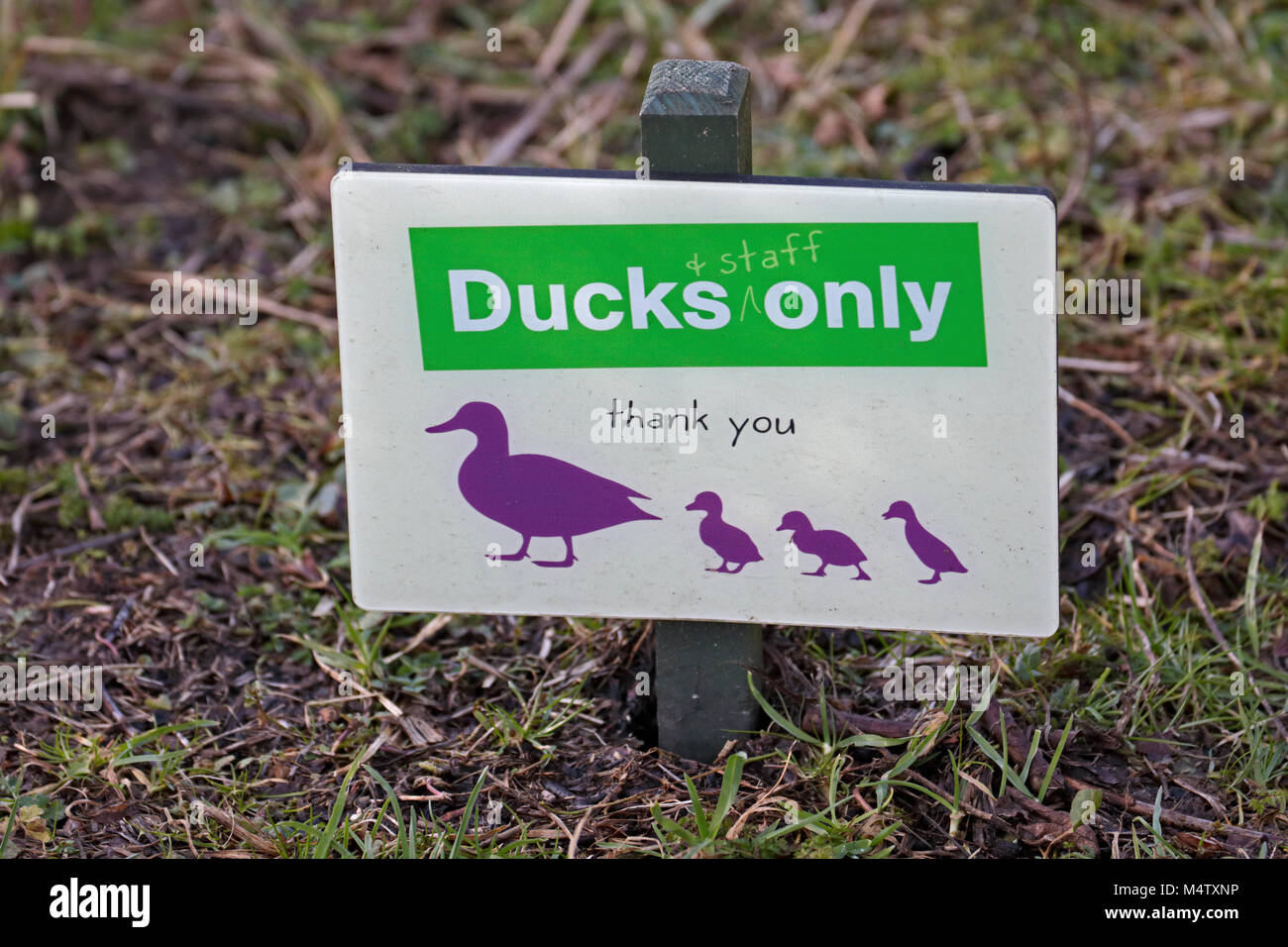 Ducks Only Sign at the Wildfowl and Wetlands Centre, Arundel, West Sussex, UK Stock Photo