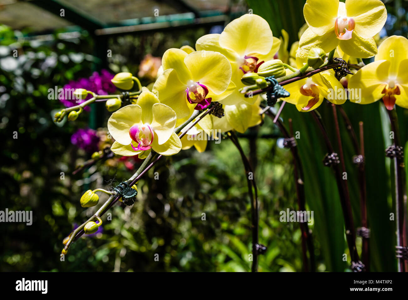 Orchid in National Orchid Garden, Singapore Botanic Gardens, Republic of Singapore Stock Photo
