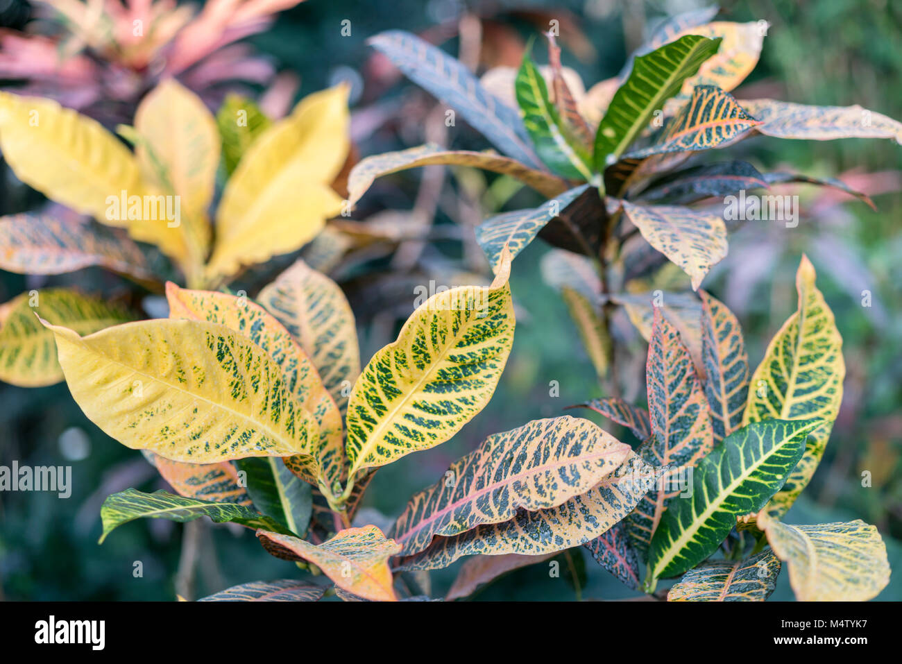 Croton with large yellowgreen leaves Stock Photo Alamy