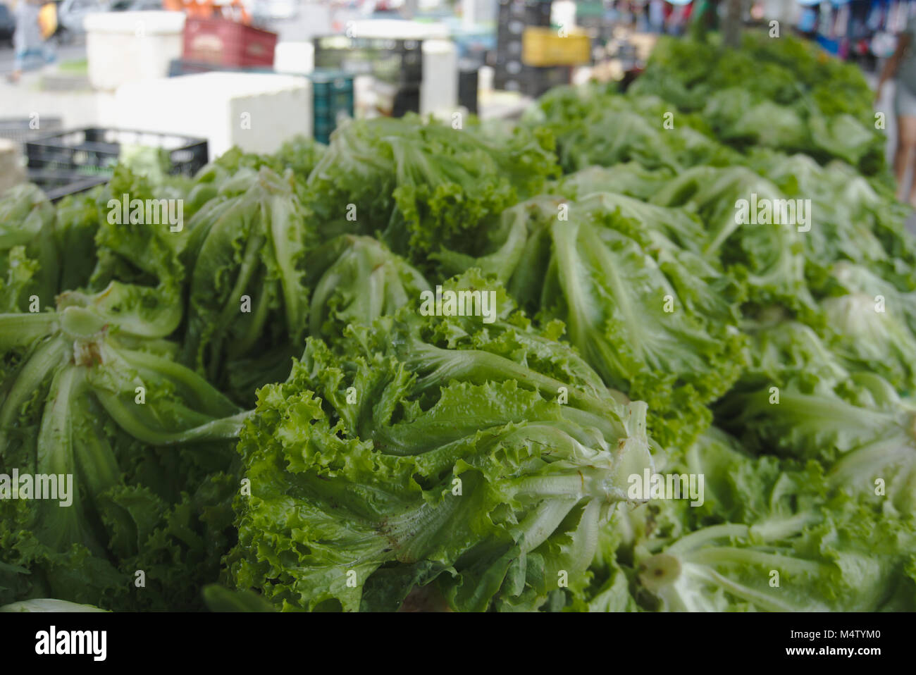 Lettuce at a farmers market stall. Stock Photo