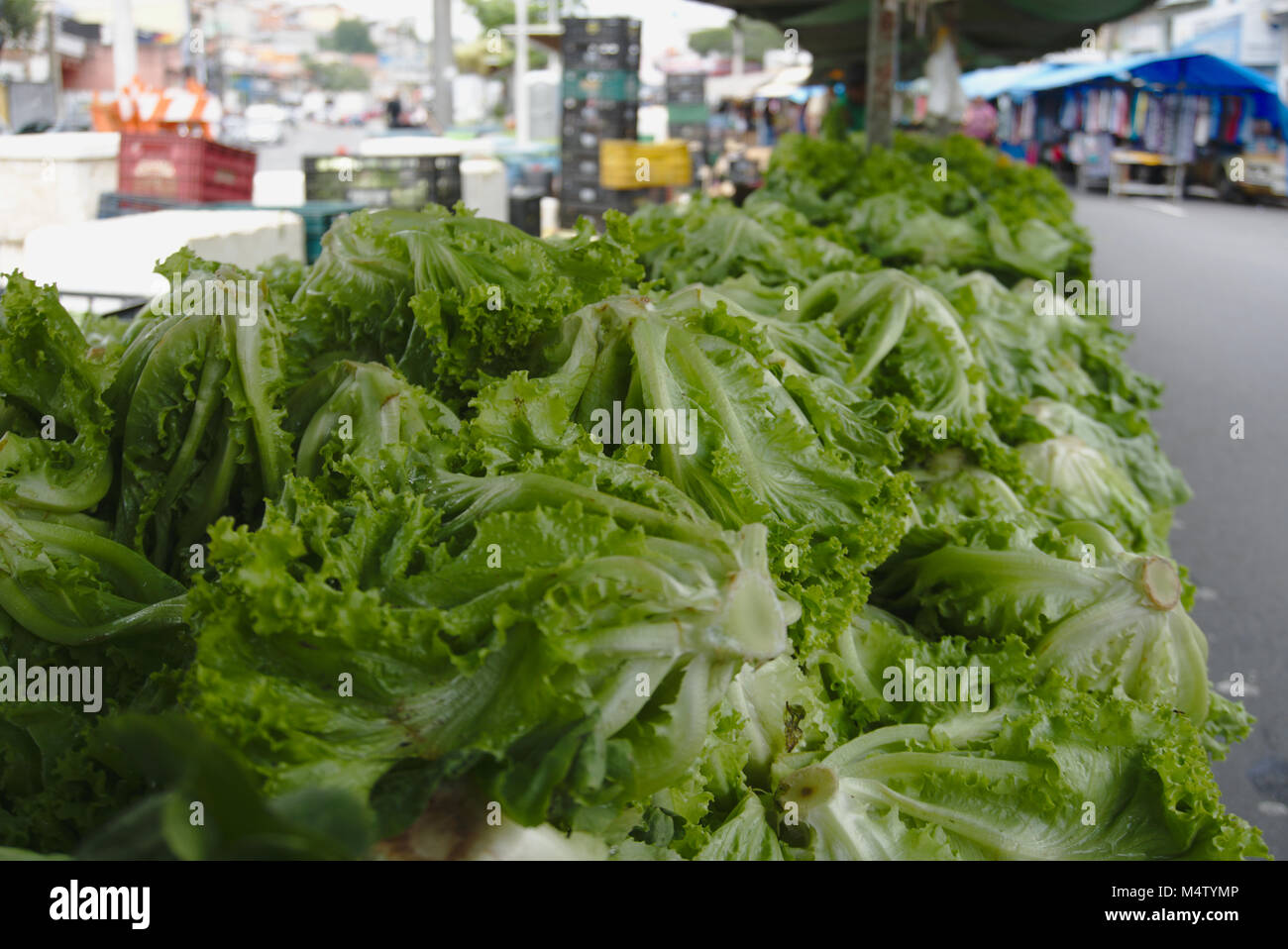 Lettuce at a farmers market stall. Stock Photo