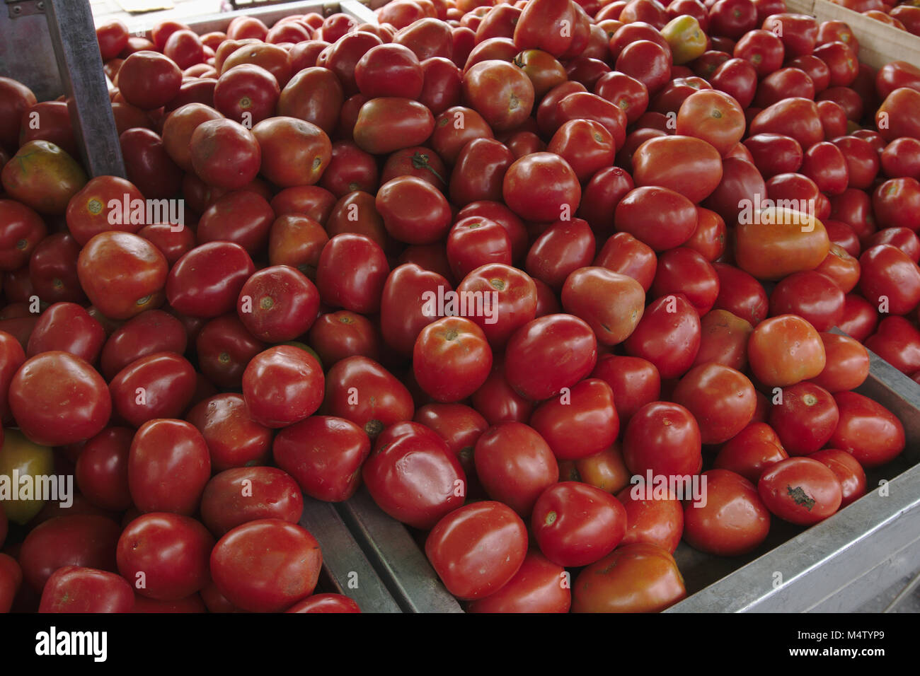 Roma tomatoes at a farmers market stall. Stock Photo