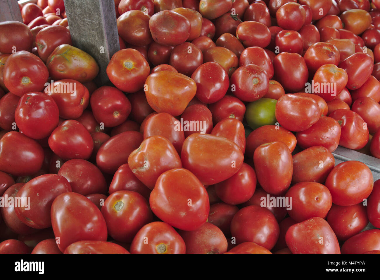 Roma tomatoes at a farmers market stall. Stock Photo
