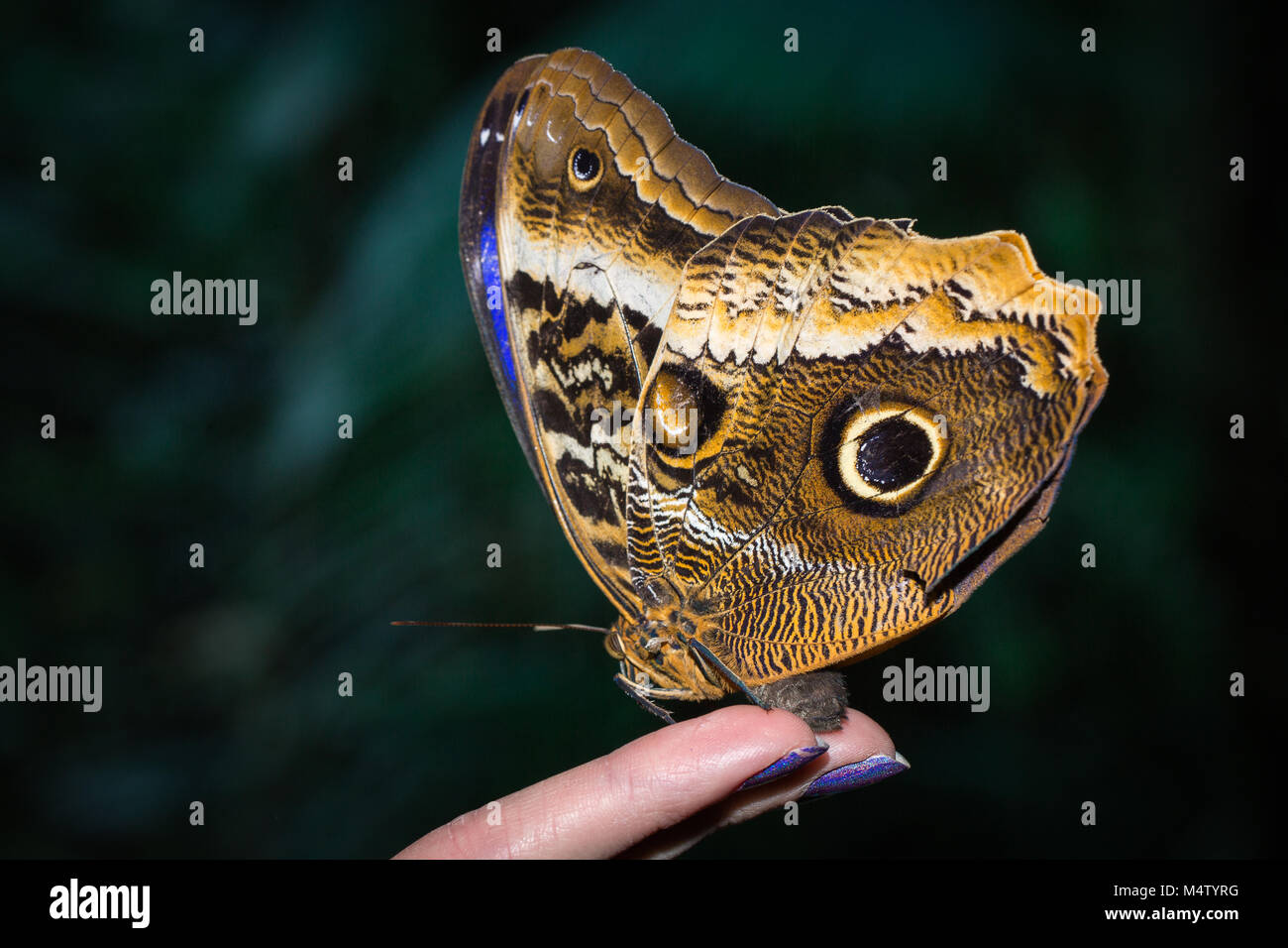 Butterfly Morpho peleides on hand fingers Stock Photo