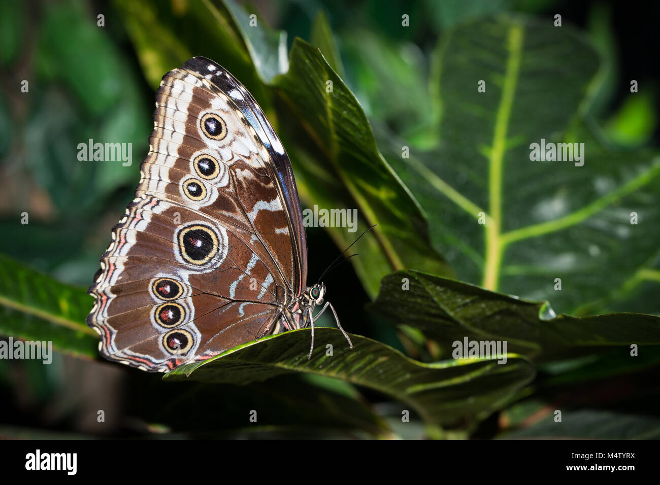 Butterfly Morpho peleides on sheet Stock Photo