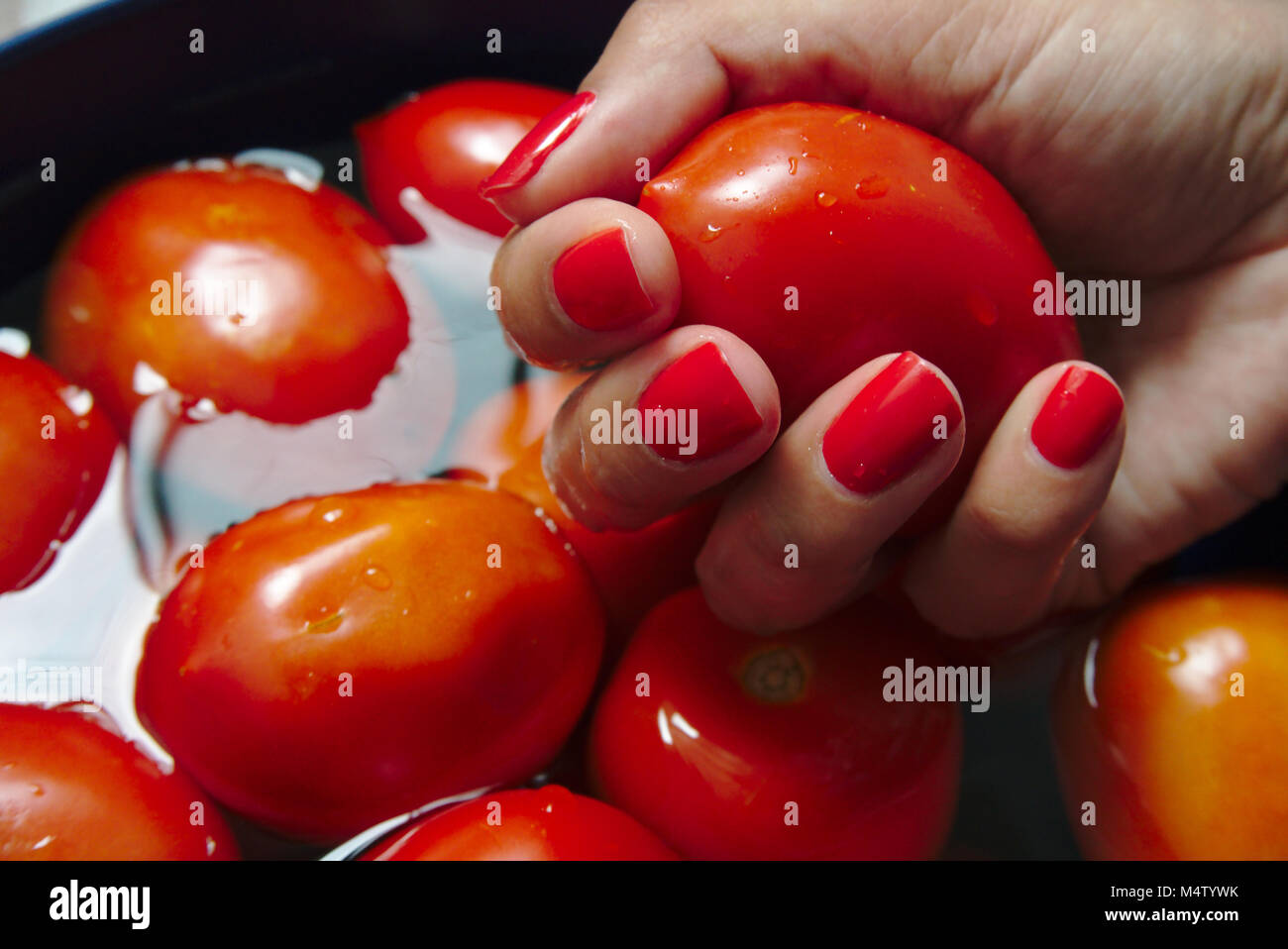 Woman selecting roma tomatoes from water and showing the hand with beautiful red nails. Stock Photo