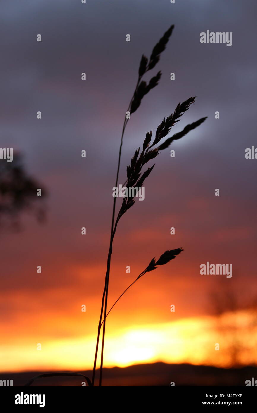 Grass silhouetted against a colourful sunset Stock Photo