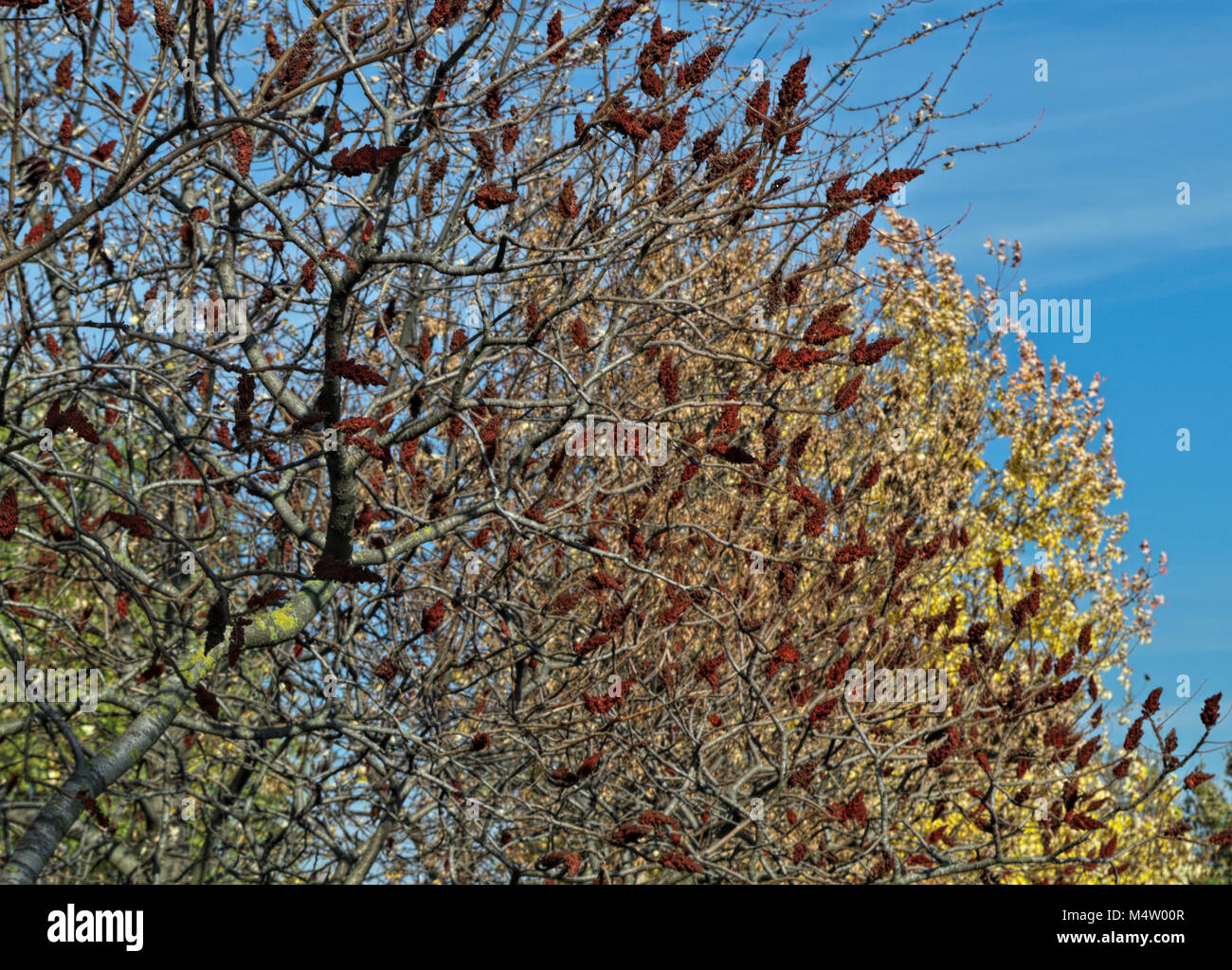 staghorn sumac tree with big red flowers in garden at autumn time Stock Photo Alamy