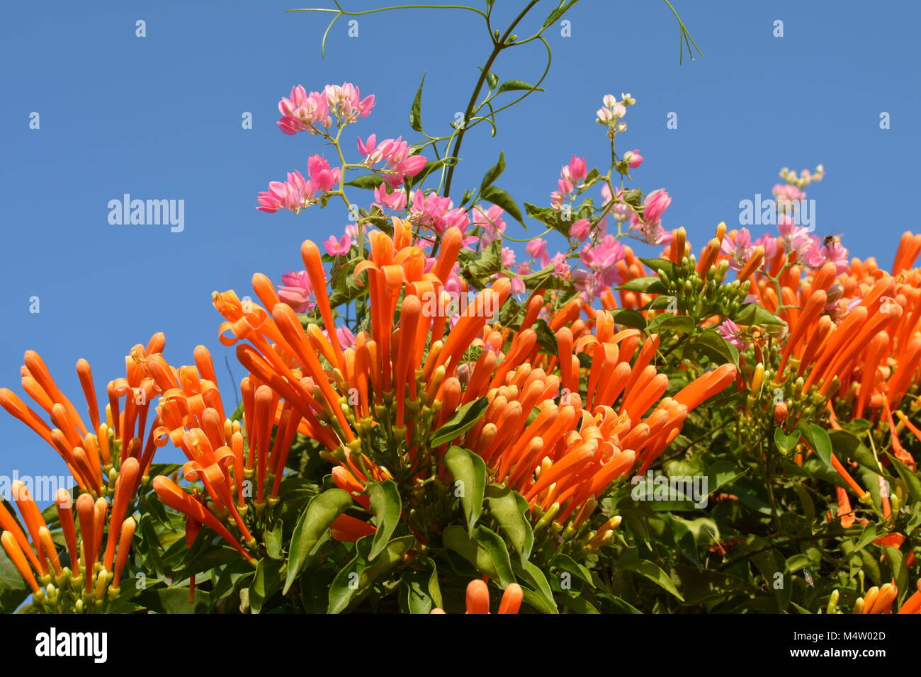 bangalore palace outside garden flowers Stock Photo Alamy