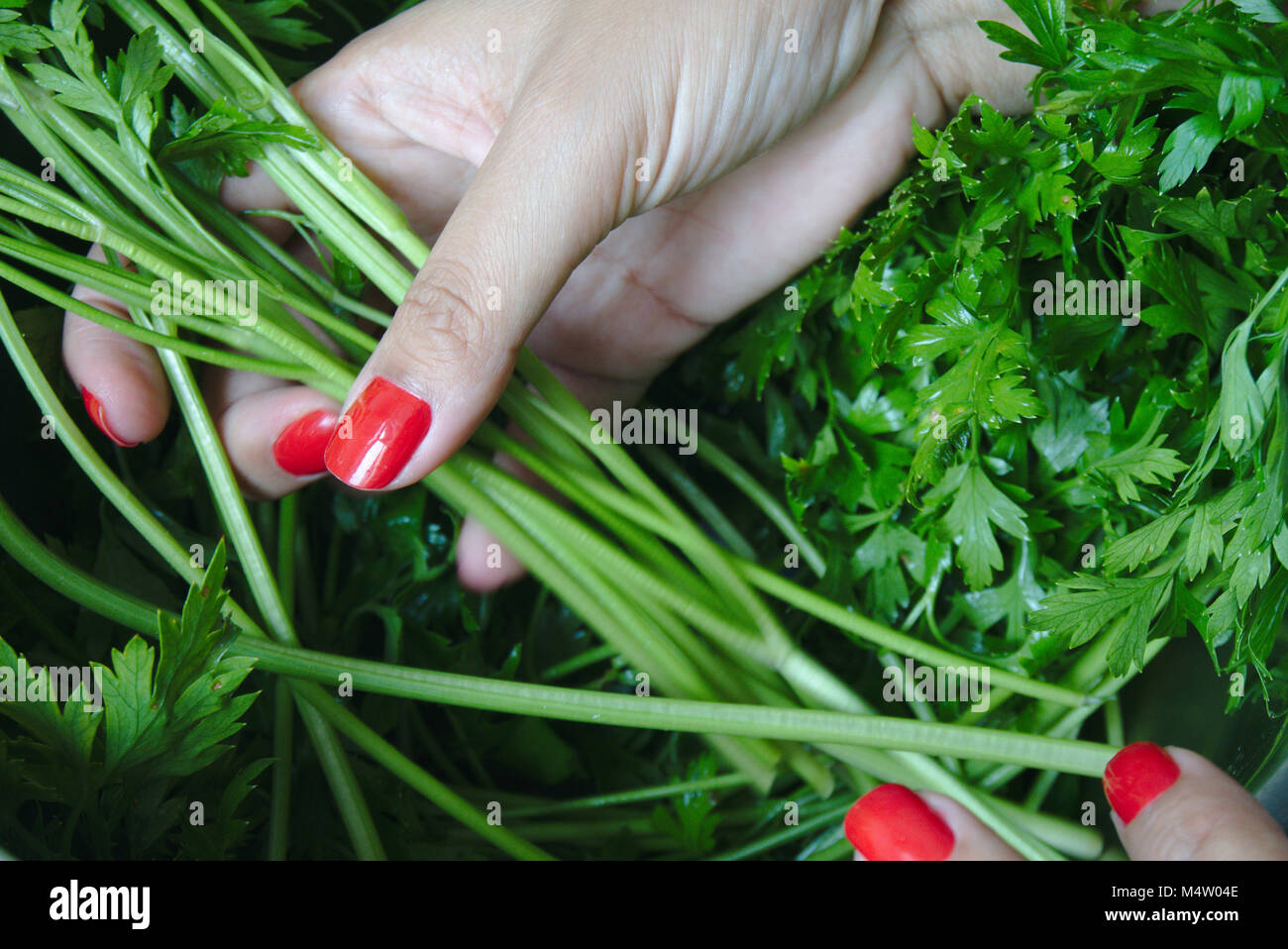 Woman selecting parsley showing the hand with beautiful red nails. Stock Photo