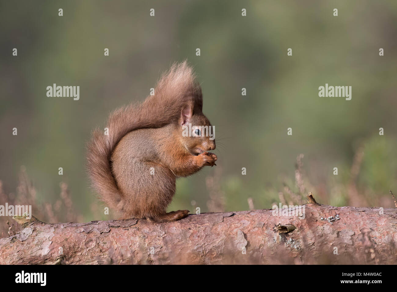 red squirrel, Sciurus Vulgaris, sitting and walking along pine branch near heather in the forests of cairngorms national, scotland Stock Photo