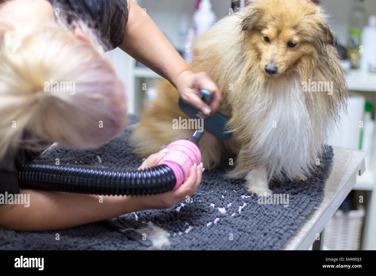 shetland sheepdog sits on table at a dog parlor Stock Photo