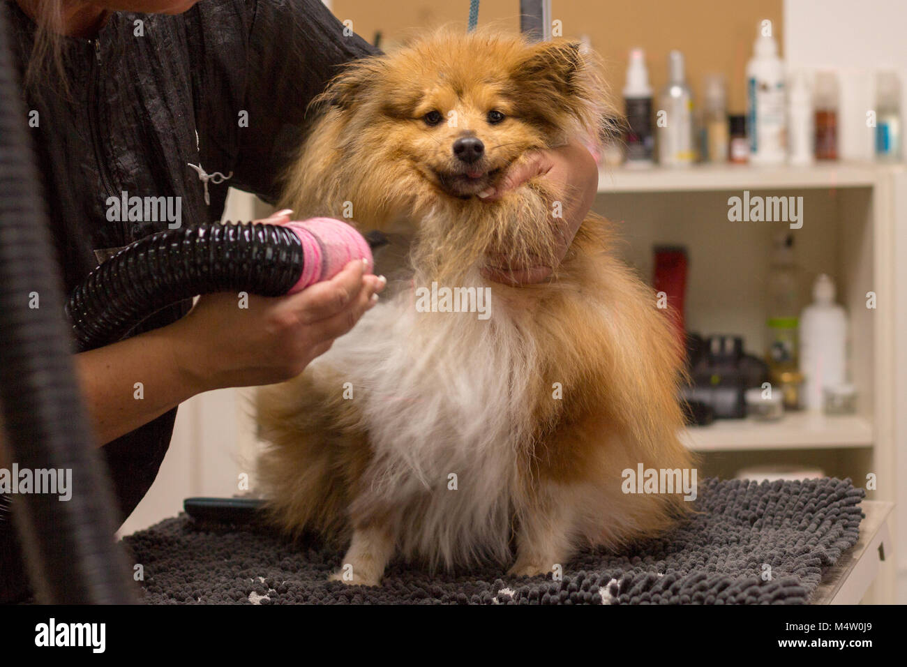 shetland sheepdog sits on table at a dog parlor Stock Photo