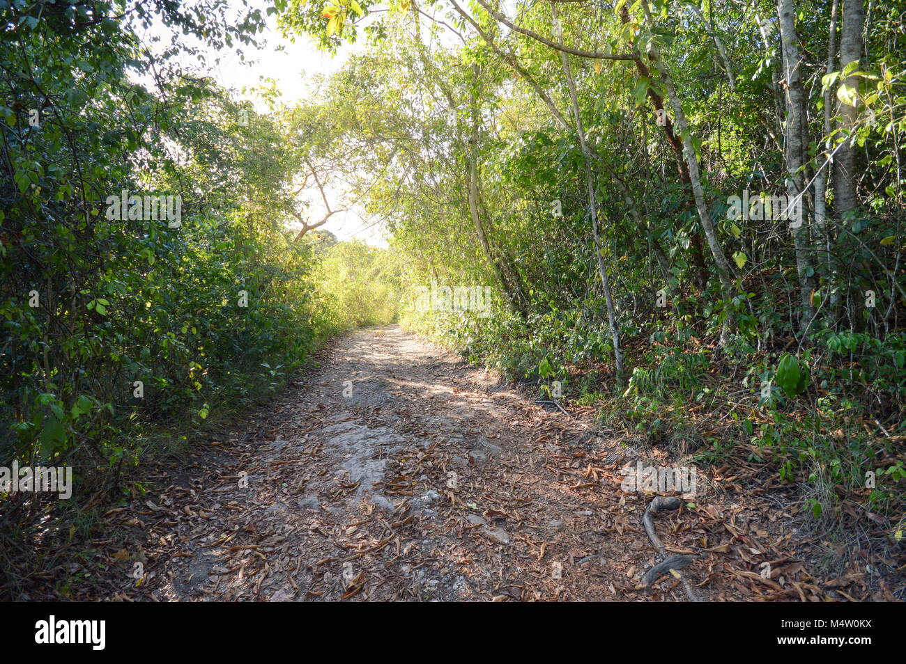 Hiking trail in the jungle near San Ignacio, Belize. Central America Stock Photo