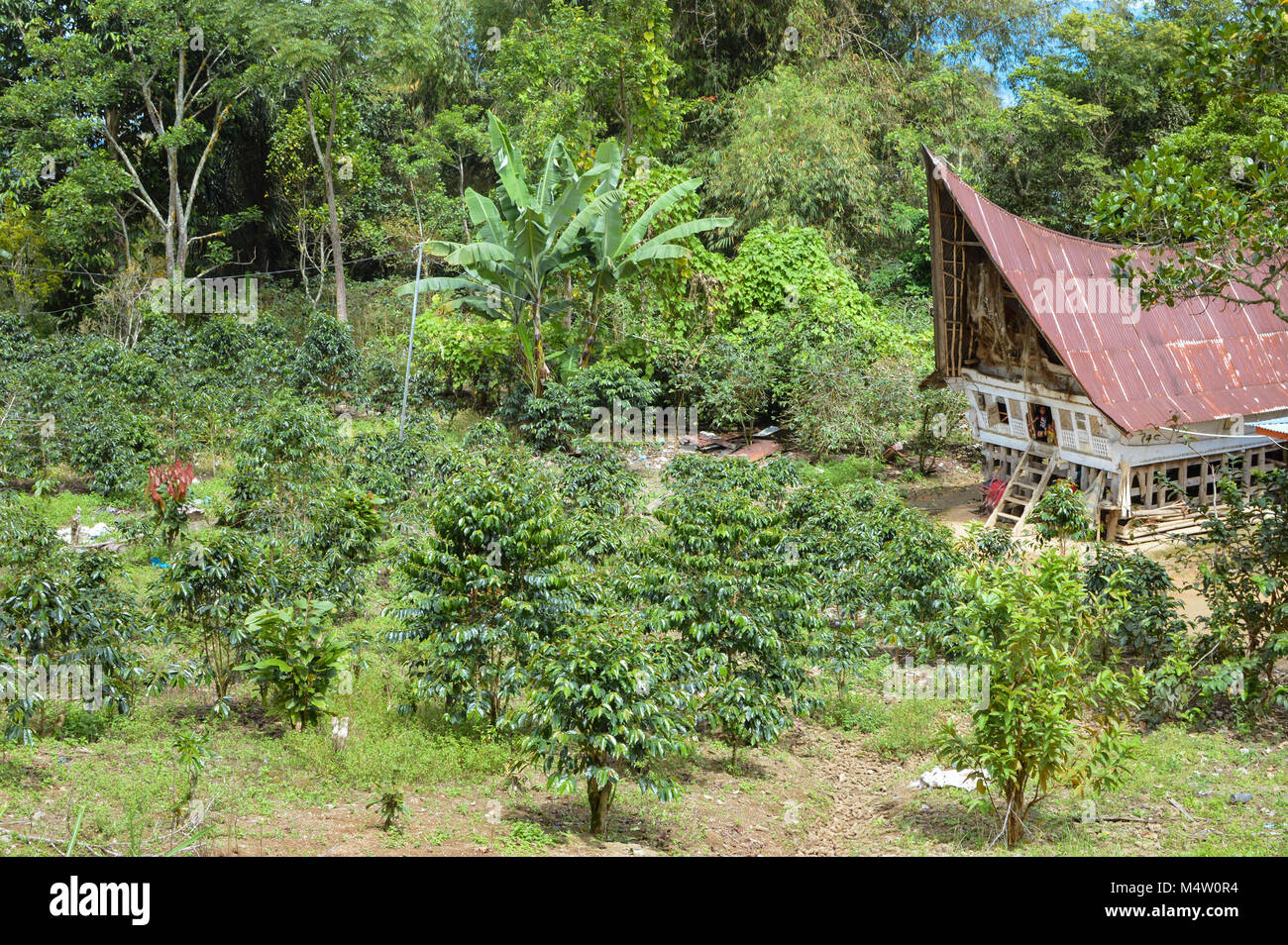 Beautiful landscape of a small coffee plantation and a traditional batak house in Lake Toba, Sumatra, Indonesia Stock Photo