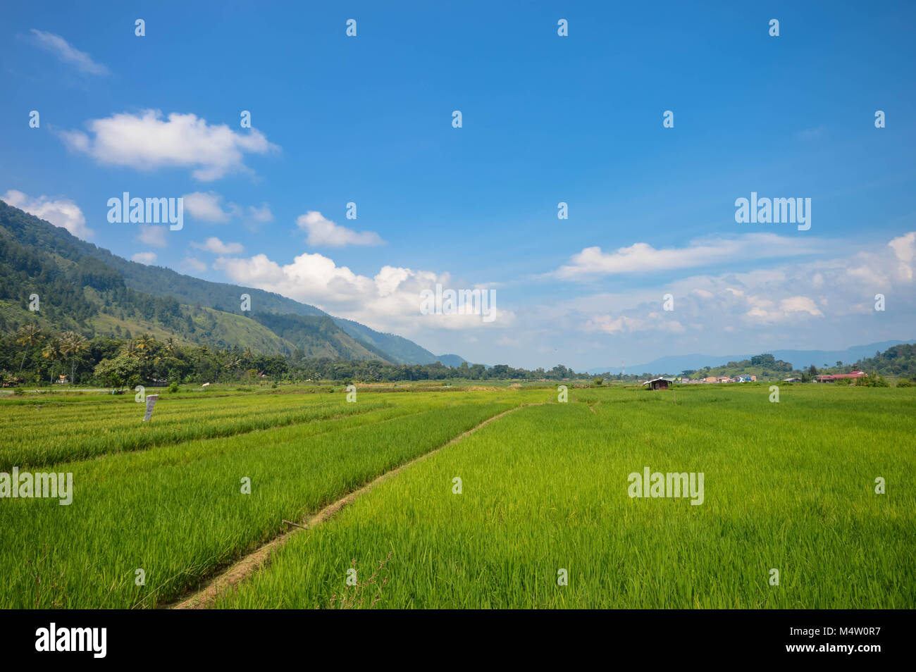 Beautiful panoramic landscapes with rice plantations in Samosir Island ...