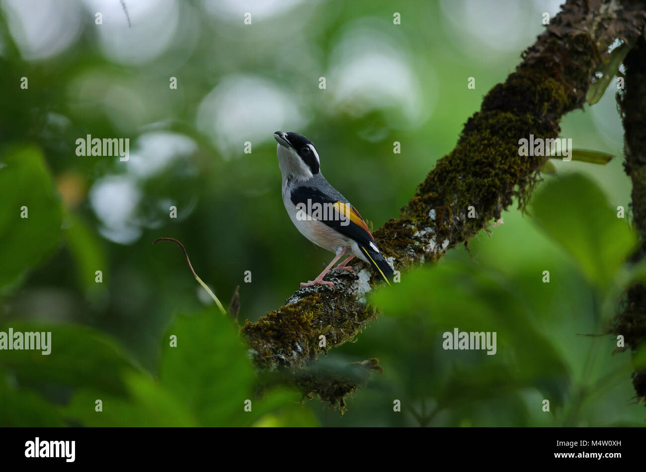 Blyth's Shrike-babbler (Pteruthius aeralatus) on tree in forest Stock Photo