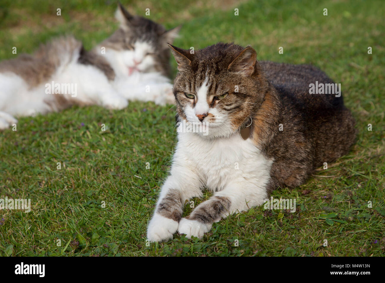 Tabby cat and tortoiseshell and white cats lying together on a lawn Stock Photo