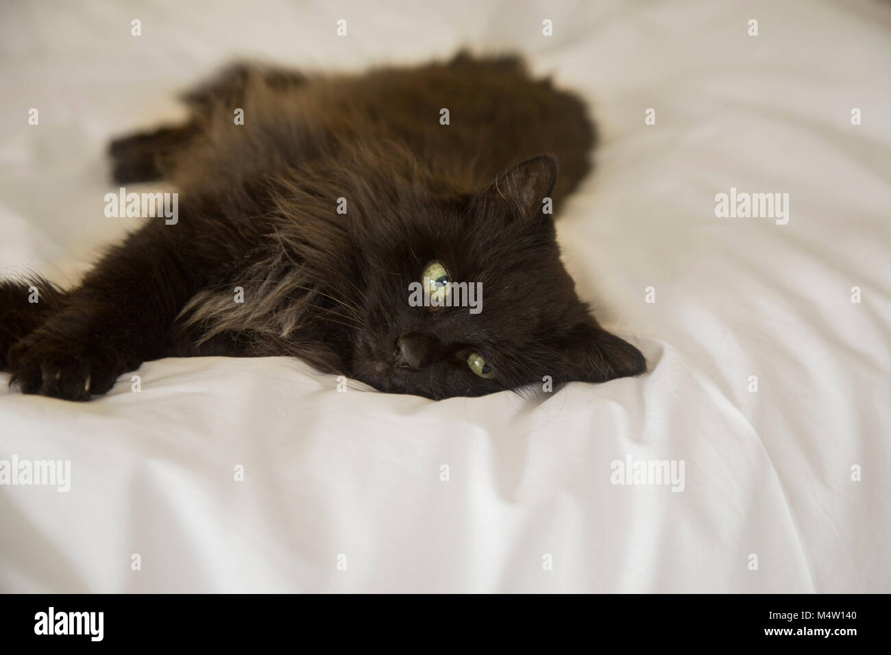 Long haired black cat lying on a white duvet cover on a bed. Stock Photo