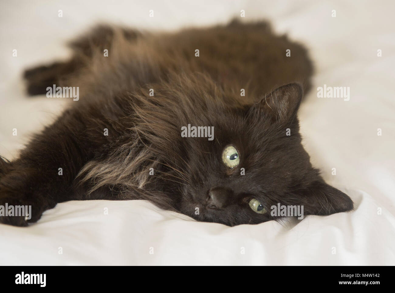 Long haired black cat lying on a white duvet cover on a bed. Stock Photo